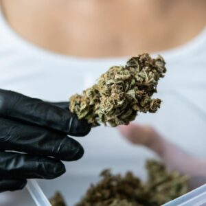 Cannabis delivery Kitchener