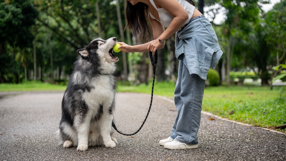 dog board and training