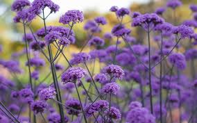 verbena plant