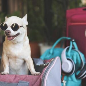 doggy rucksack