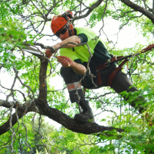tree maintenance
