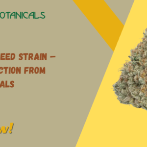 Strawnana Weed Strain