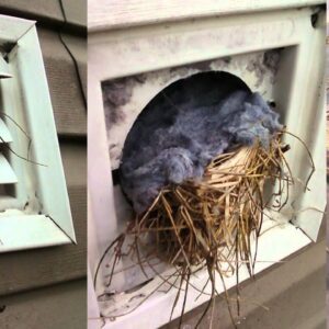Pets And Bird Removing in Bellevue