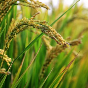 Best Basmati Rice Brand in UAE