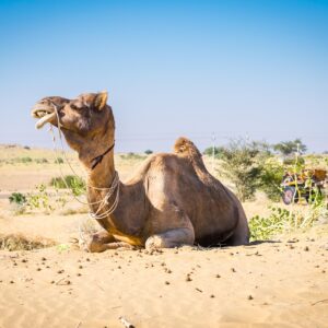jodhpur jaisalmer tour