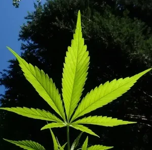 organic