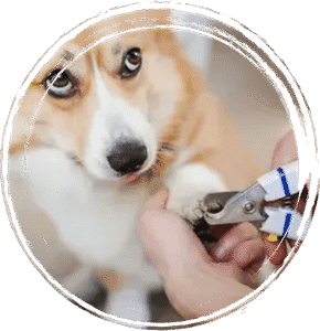 self groomers san diego 