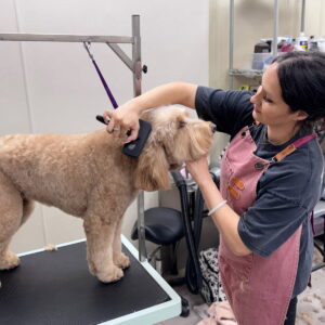 self groomers san diego