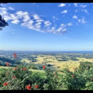 Building and Pest Inspection in Byron Shire