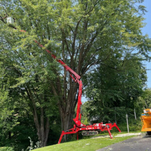 Tree Health Management