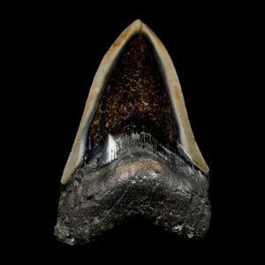 megalodon shark tooth fossil